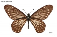 藏品(黃星斑鳳蝶)的圖片